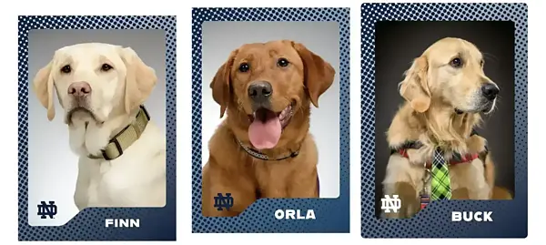 Finn, Orla, and Buck, three dogs in Notre Dame frames.